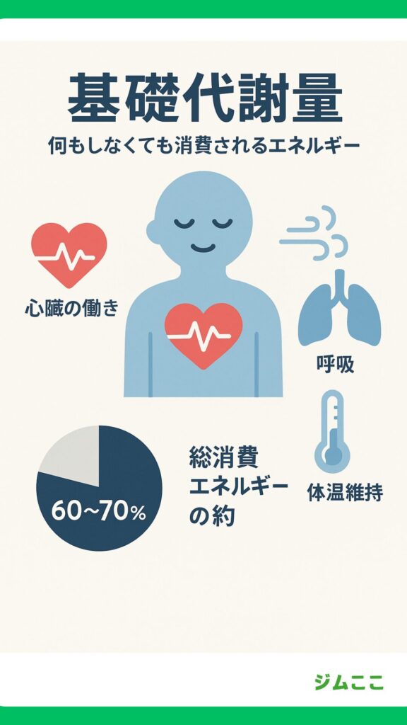 基礎代謝量（BMR）とは？